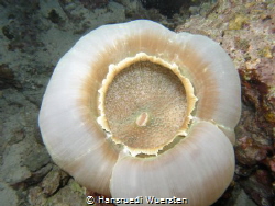 Species of sea anemone by Hansruedi Wuersten 